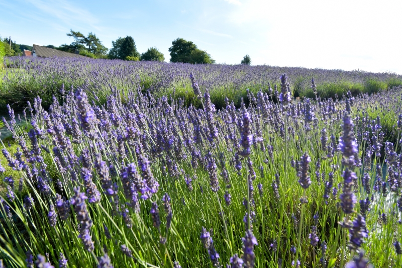 Welsh Lavender